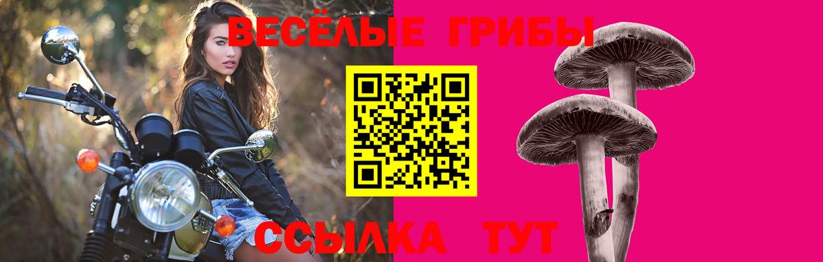 Кольчугино  где продают наркотики  Галлюциногенные грибы GOLDEN TEACHER  Вход с VPN  Псилоцибиновые грибы Psilocybine cubensis 